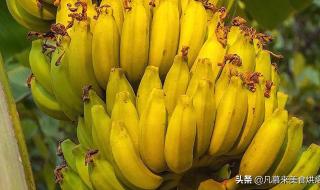 香蕉怎么种出来的 香蕉可以种出香蕉树吗